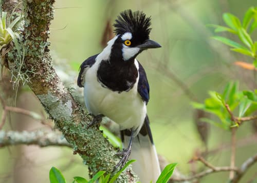 Tufted Jay