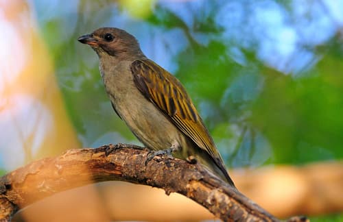 Lesser Honeyguide