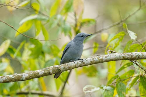 Grey Cuckooshrike