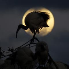 African Sacred Ibis