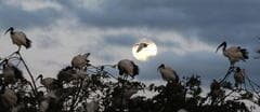 African Sacred Ibis