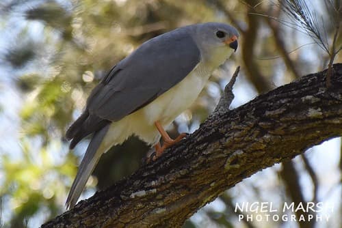 Grey Goshawk