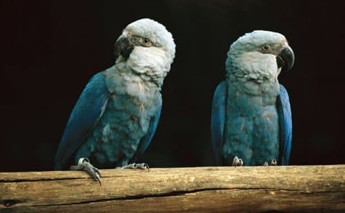 Spix's Macaw