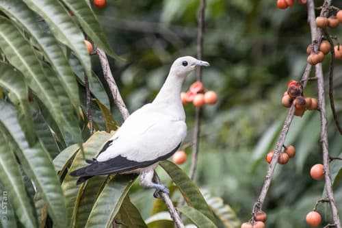 Pied Imperial Pigeon