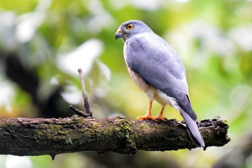 Chinese Sparrowhawk