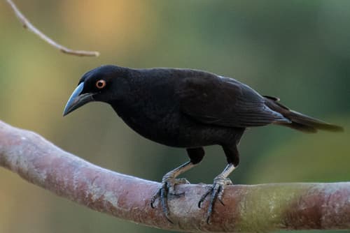 Giant Cowbird