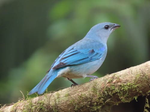 Azure-shouldered Tanager