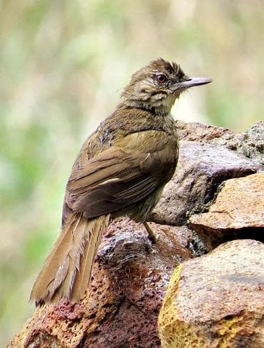 Terrestrial Brownbul