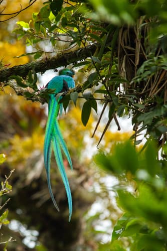 Resplendent Quetzal