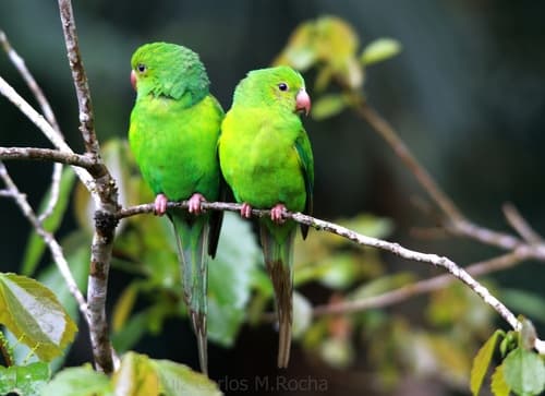 Plain Parakeet