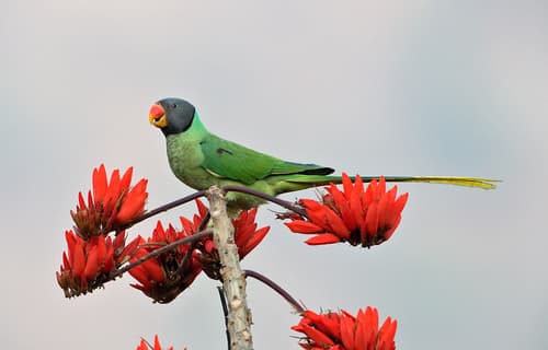 Slaty-headed Parakeet