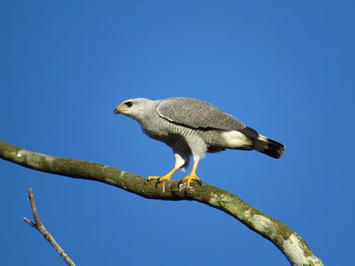 Gray-lined Hawk