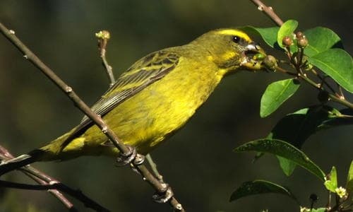 Brimstone Canary
