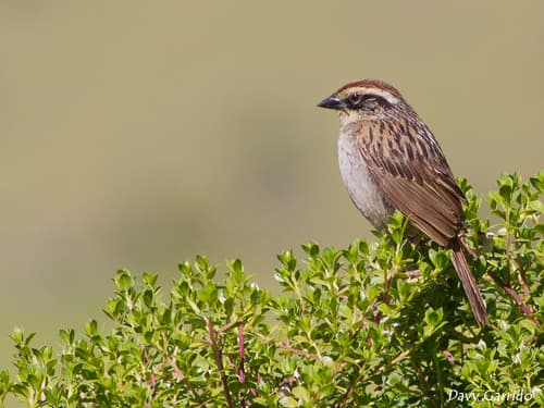 Striped Sparrow