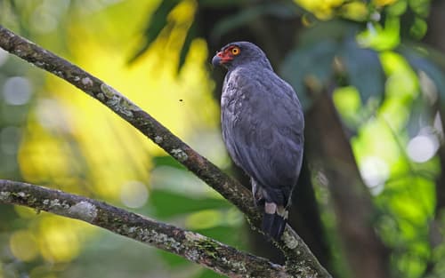 Slate-colored Hawk