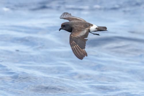 Band-rumped Storm-Petrel