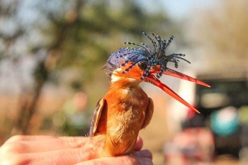 Malachite Kingfisher