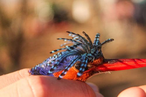 Malachite Kingfisher