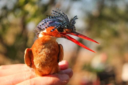 Malachite Kingfisher