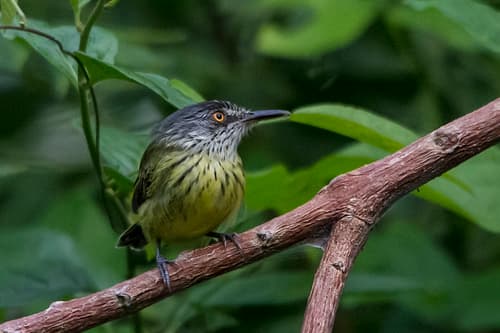 Spotted Tody-Flycatcher