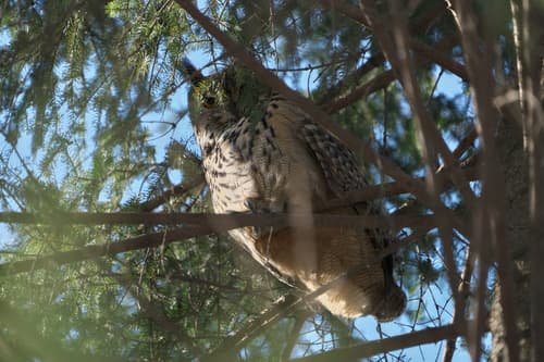 Eurasian Eagle-Owl