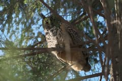 Eurasian Eagle-Owl