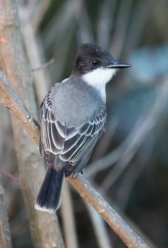 Loggerhead Kingbird
