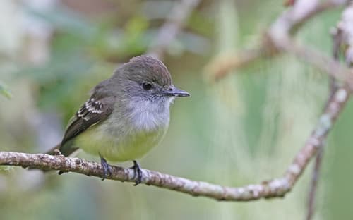 Pale-edged Flycatcher