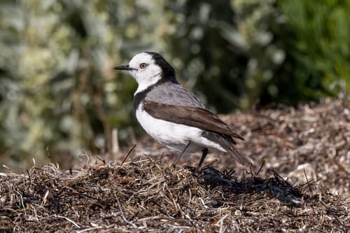 White-fronted Chat