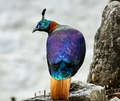 Himalayan Monal