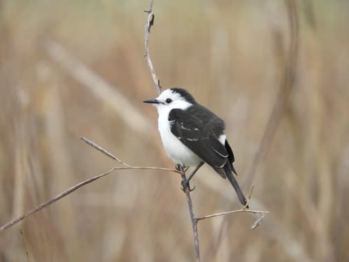 Black-backed Water-Tyrant