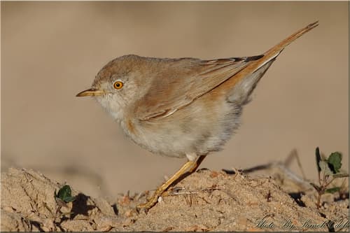 Asian Desert Warbler