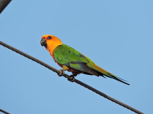 Jandaya Parakeet