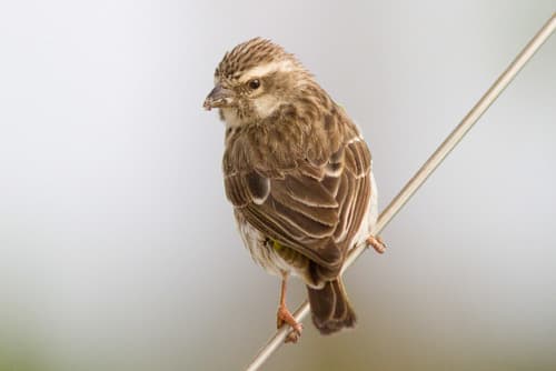 Reichenow's Seedeater