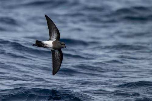 Black-bellied Storm-Petrel
