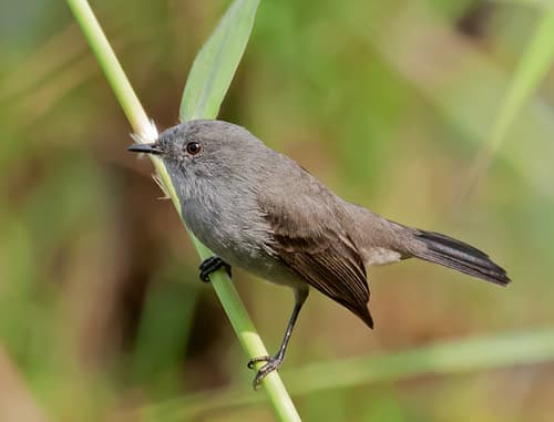 Sooty Tyrannulet
