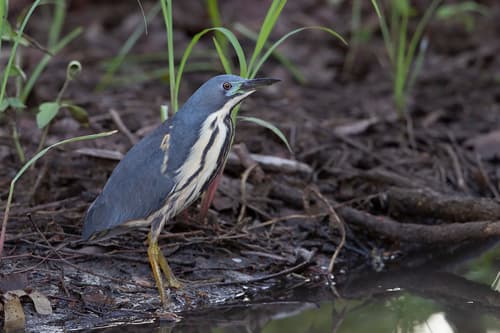 Dwarf Bittern
