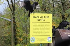 Black Vulture