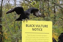 Black Vulture