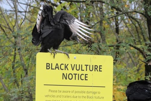 Black Vulture