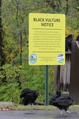 Black Vulture