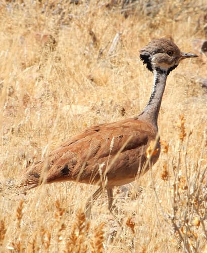 Karoo Bustard