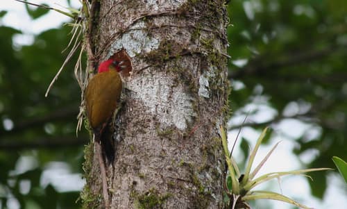 Rufous-winged Woodpecker