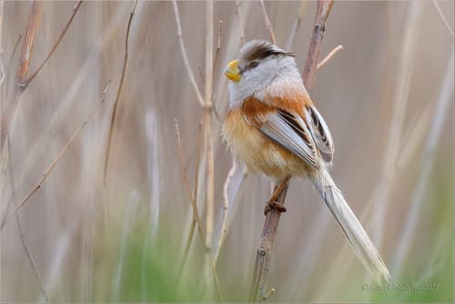 Reed Parrotbill