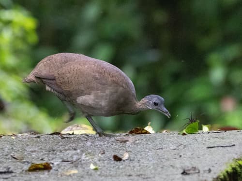 Great Tinamou