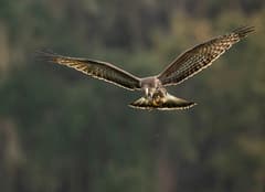Snail Kite