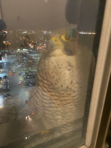 Peregrine Falcon