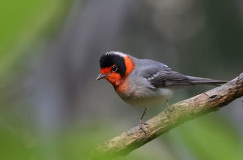 Red-faced Warbler