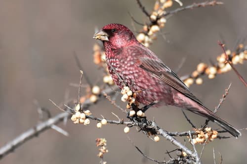 Great Rosefinch