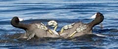 American Coot